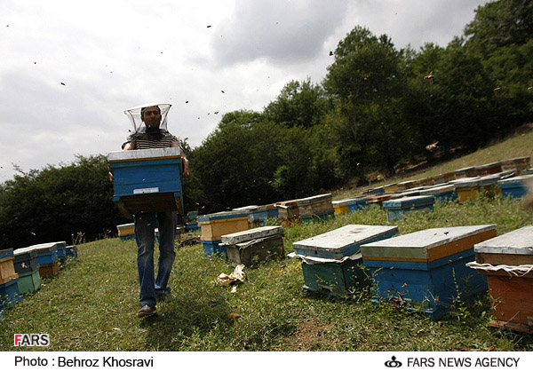 نجف آباد پایتخت زنبورداری کشور است