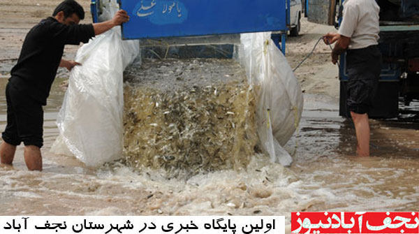 رهاسازی بیش از ۶۴ هزار قطعه بچه ماهی در نجف آباد