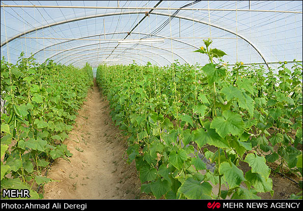 افتتاح رسمی ۱۵ طرح کشاورزی به ارزش ۶ میلیارد تومان در نجف آباد