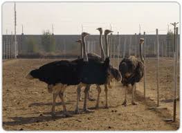 رونمایی از اولین دستگاه جوجه کشی شتر مرغ در نجف آباد