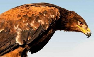 تحویل یک بُهله عقاب طلایی آسیب دیده به محیط بانان نجف آباد