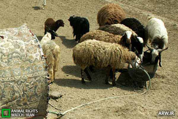 سارقان ۶۵۰ بز و گوسفند در نجف آباد دستگیر شدند