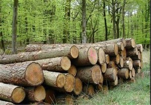 چوب-بلوط-300x209 چوب-بلوط-300x209 چوب بلوط کشف ۱۵ تُن چوب بلوط قاچاق در نجف آباد کشف ۱۵ تُن چوب بلوط قاچاق در نجف آباد 300x209