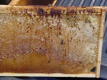 تولید ۱۶۴۳ تن عسل در نجف آباد