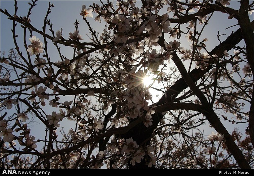 شکوفه های بادام در دانشگاه آزاد نجف آباد + تصاویر
