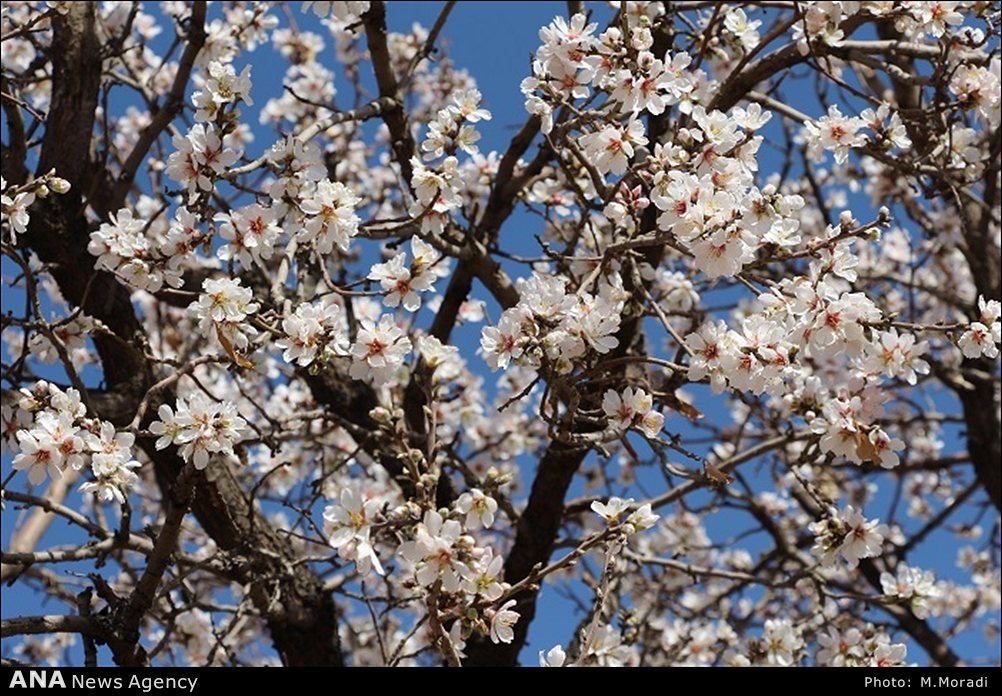 شکوفه های بادام در نجف آباد