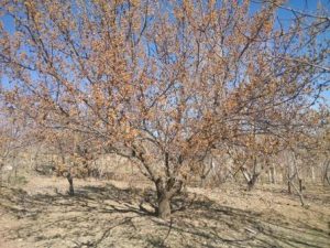 سرمازدگی درختان،روش ابتکاری در مقابله با سرمازدگی