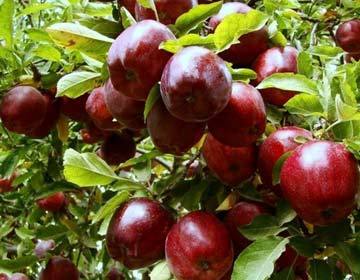 نجف آباد یکی از سه مرکز تولید سیب گلاب استان است