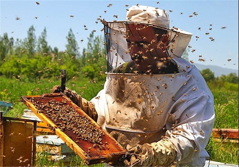 تولید ۴۰درصد عسل استان در نجف آباد