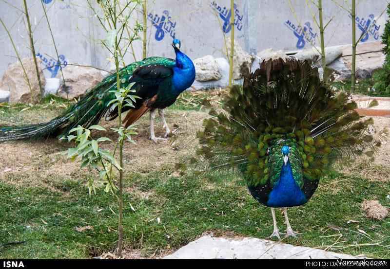 باغ پرندگان نجف آباد+فیلم