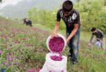 تولید و فرآوری گیاهان دارویی در اصفهان+ فیلم