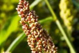 خاویاری که کویر را آباد می کند +فیلم