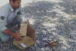 بازگشت دو پرنده شکاری به قمیشلو