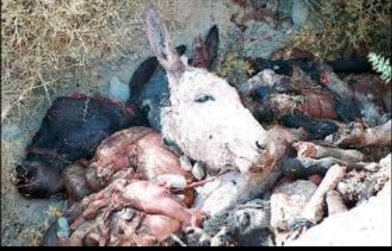 کشتار الاغ در نجف آباد