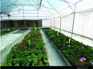 شرکت-دانش-بنیان3-300x221 شرکت-دانش-بنیان3-300x221 کاشت گل اشتغال زایی اشتغال زایی شرکت دانش بنیان با تکثیر گل + تصاویر 3 300x221