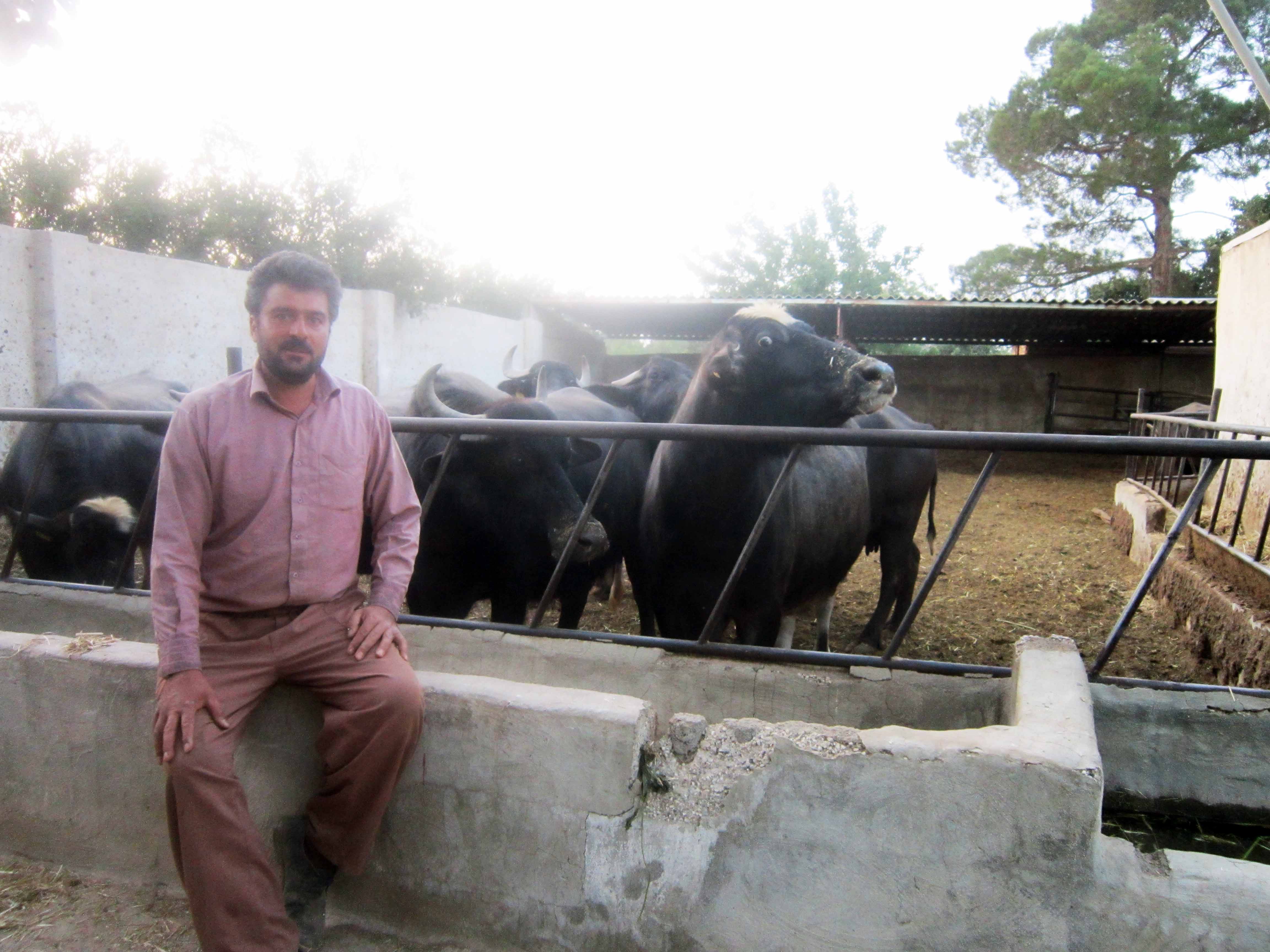 پرورش گاومیش در نجف آباد + تصویر و فیلم