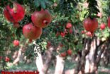 1571210560_K0tA7-155x105 1571210560_K0tA7-155x105 باغ انار در نجف آباد + تصاویر باغ انار باغ انار در نجف آباد + تصاویر 1571210560 K0tA7 155x105