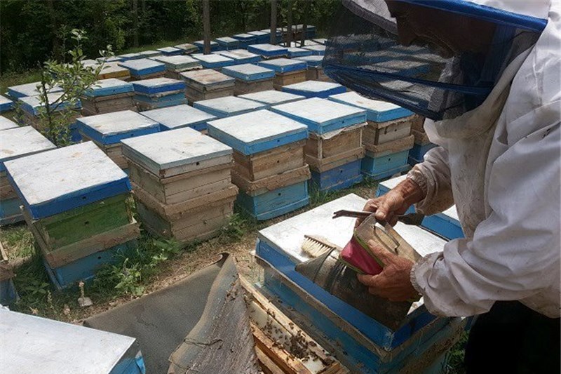 صادرات۲۱ تن عسل نجف آباد به خلیج فارس