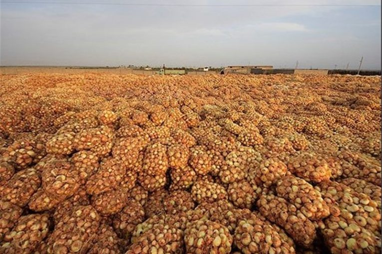 تولید پنجاه هزار تن پیاز توسط کشاورزان نجف آباد