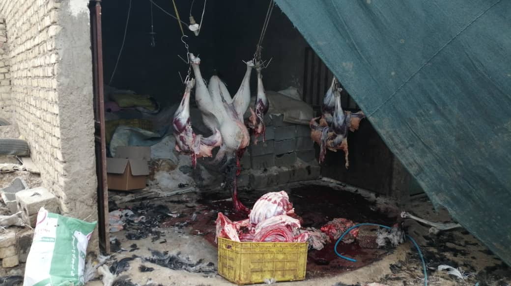 مهرو موم کشتارگاه غیر مجازشتر مرغ در نجف آباد