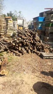 کشف چوب بلوط قاچاق در نجف آباد 