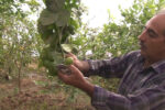 کشت میوه های استوایی در نجف آباد+فیلم