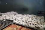 کشف ۲۳۰۰کیلو مرغ صنعتی فاسد در نجف آباد