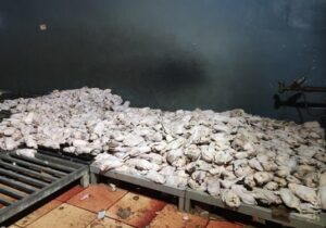 کشف ۲۳۰۰کیلو مرغ صنعتی فاسد در نجف آباد
