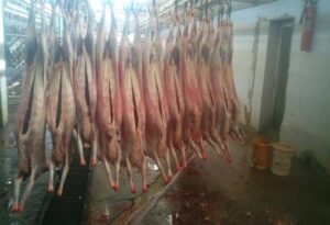 کشف و ضبط 15 لاشه گوسفندی مسموم در نجف آباد