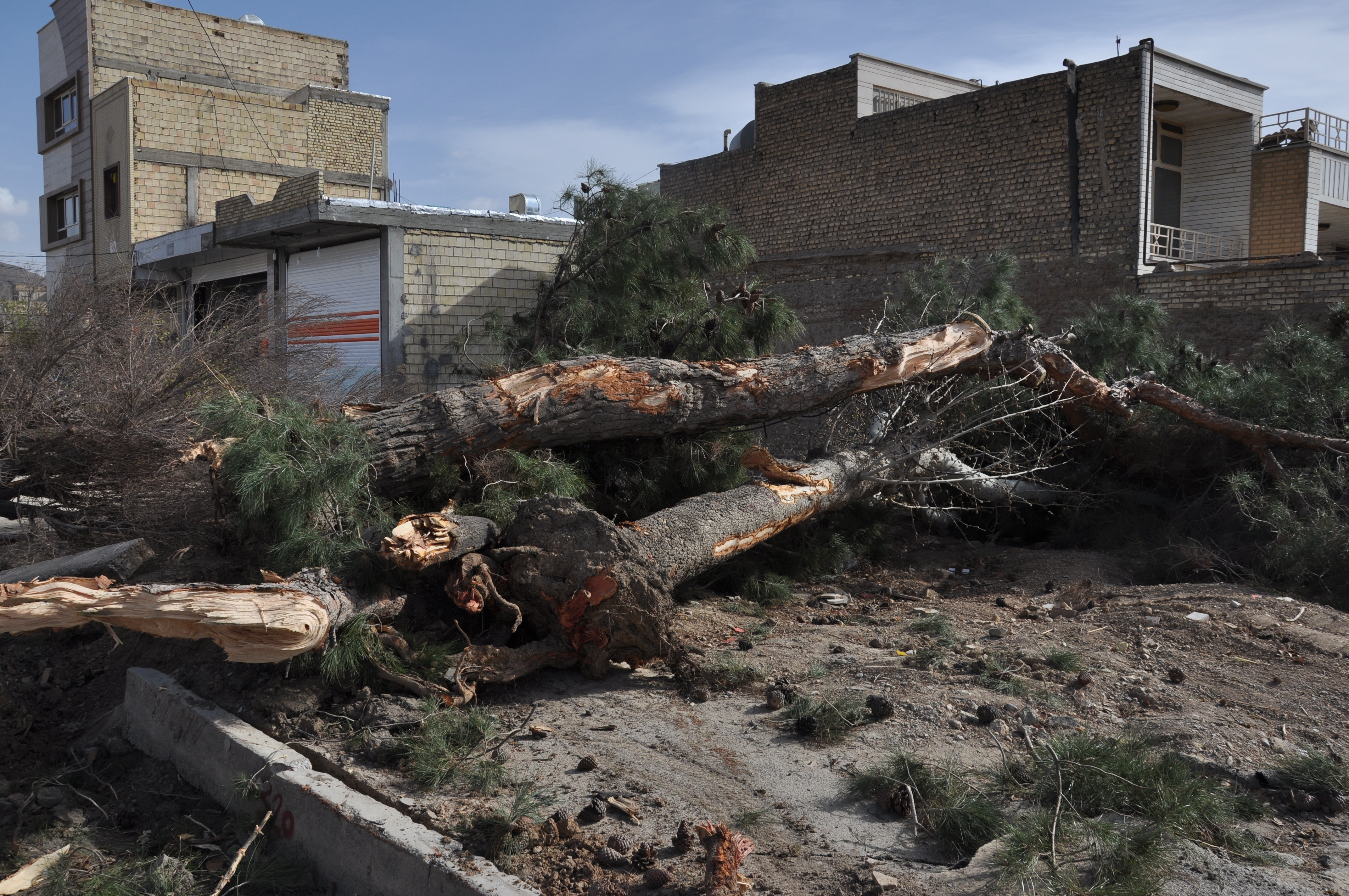 قطع بیش از پنجاه درخت سی تا شصت ساله در نجف آباد همزمان با روز درختکاری