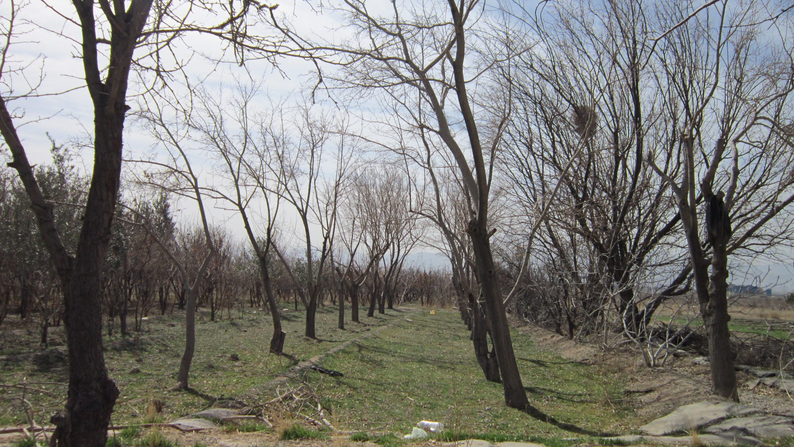 خشکسالی بیش از سیصد هکتار از زمین های کشاورزی نجف آباد را تهدید می کند