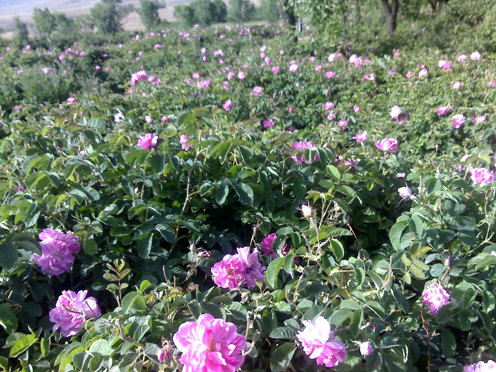 کشت  انبوه گل محمدی در زمین های کشاورزی نجف آباد  در دست مطالعه و بررسی است
