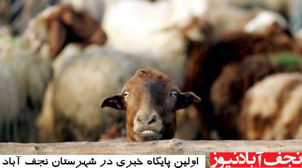 گوسفند چرانی در بلوار طالقانی نجف آباد+فیلم