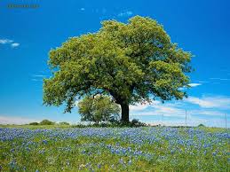 آغاز رسمی درختکاری در ۲۰ هکتار از اراضی جلال آباد