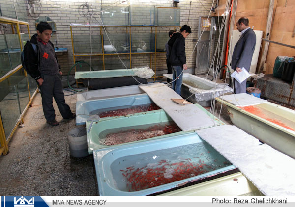 تولید سالیانه ۷ میلیون قطعه ماهی زینتی در نجف آباد