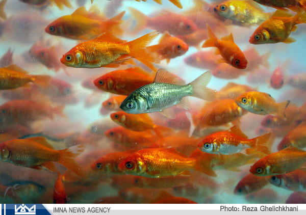 رهاسازی بیش از ۴۰۰ ماهی قرمز در استخر پارک کوهستان نجف آباد