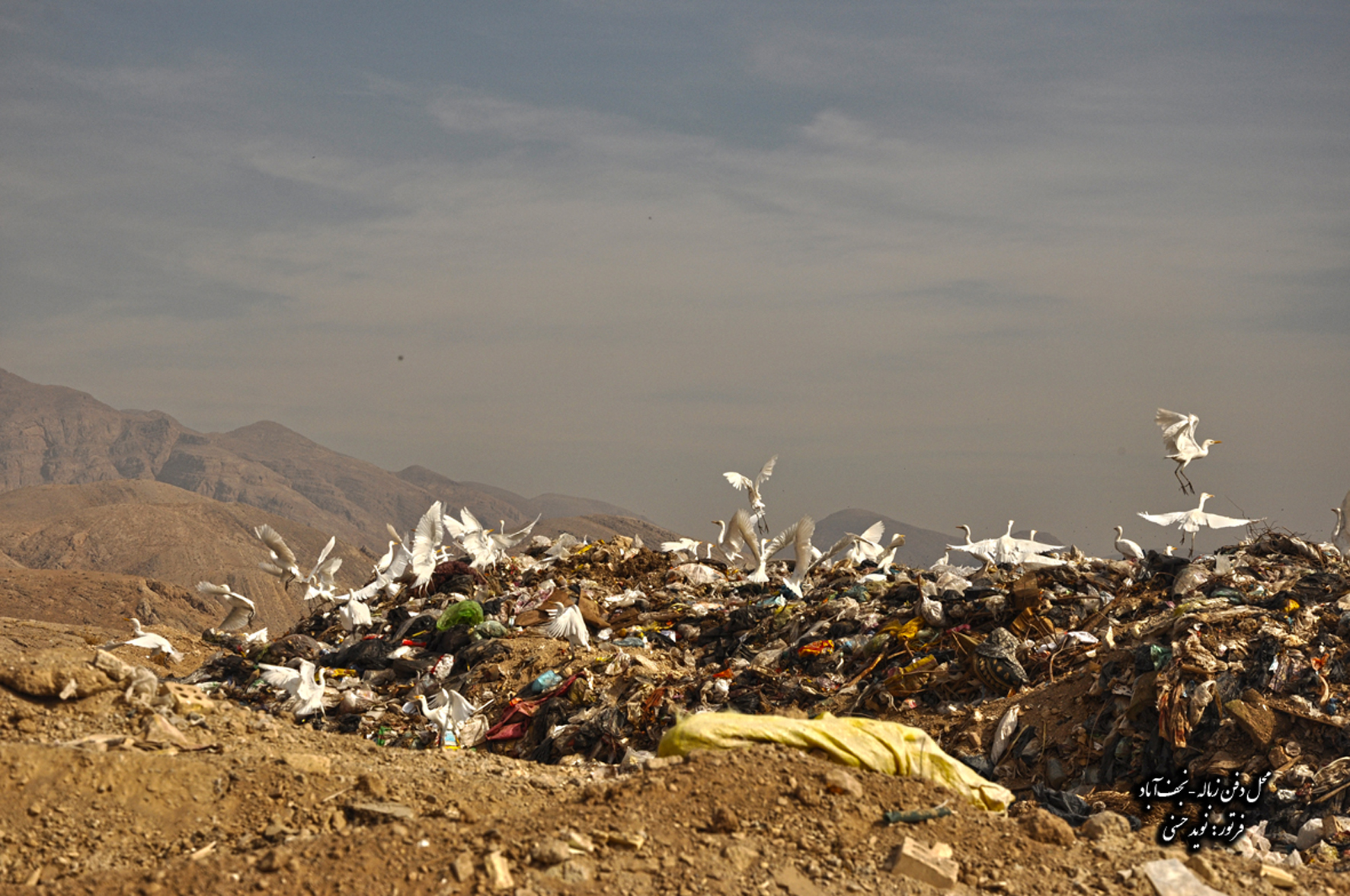 همزیستی خطرناک حیات وحش و زباله در سایت دفن پسماند نجف آباد