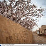 شکوفه های بادام در نجف آباد