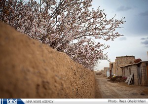 شکوفه های بادام در نجف آباد 