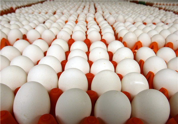 تولید سالیانه ۱۳ هزار تن تخم مرغ در نجف آباد