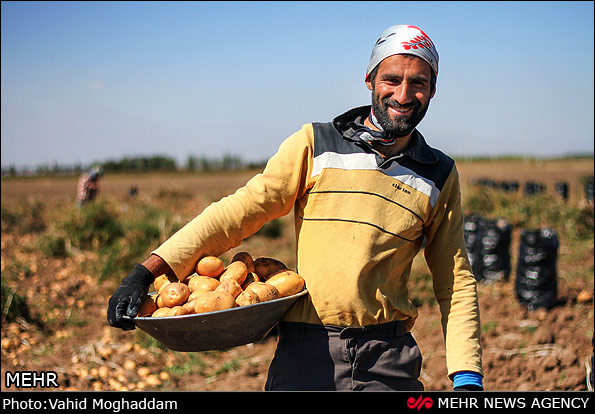 سرمایه گذاری ۱۰۵ میلیارد تومانی فرآوری سیب زمینی در نجف آباد