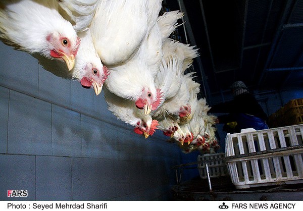 قرنطینه چهار مرغداری در نجف آباد