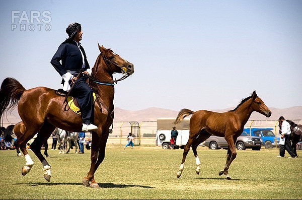 جشنواره ملی اسب در نجف آباد