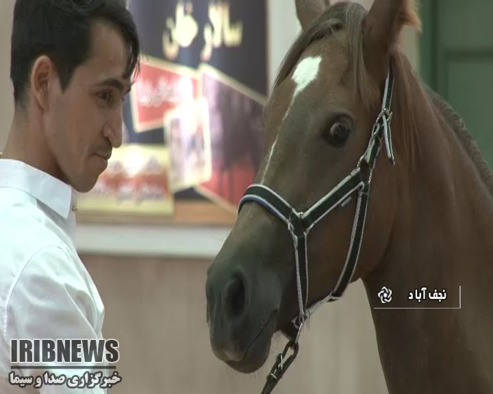 جشنواره اسب اصیل کرد در نجف آباد
