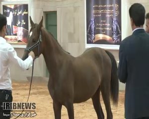 جشنواره اسب اصیل کرد در نجف آباد