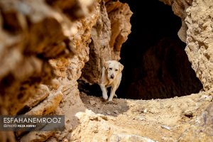 تمرین سگ های زنده یاب ایرانی و آلمانی در محدوده معدن سورمه نجف آباد