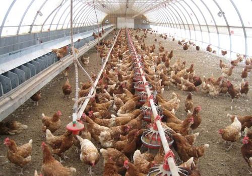 بی تدبیری و اعتراض فعالین صنعت مرغ در نجف آباد
