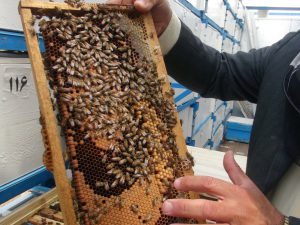 ابتکارات جدید در صنعت زنبورداری