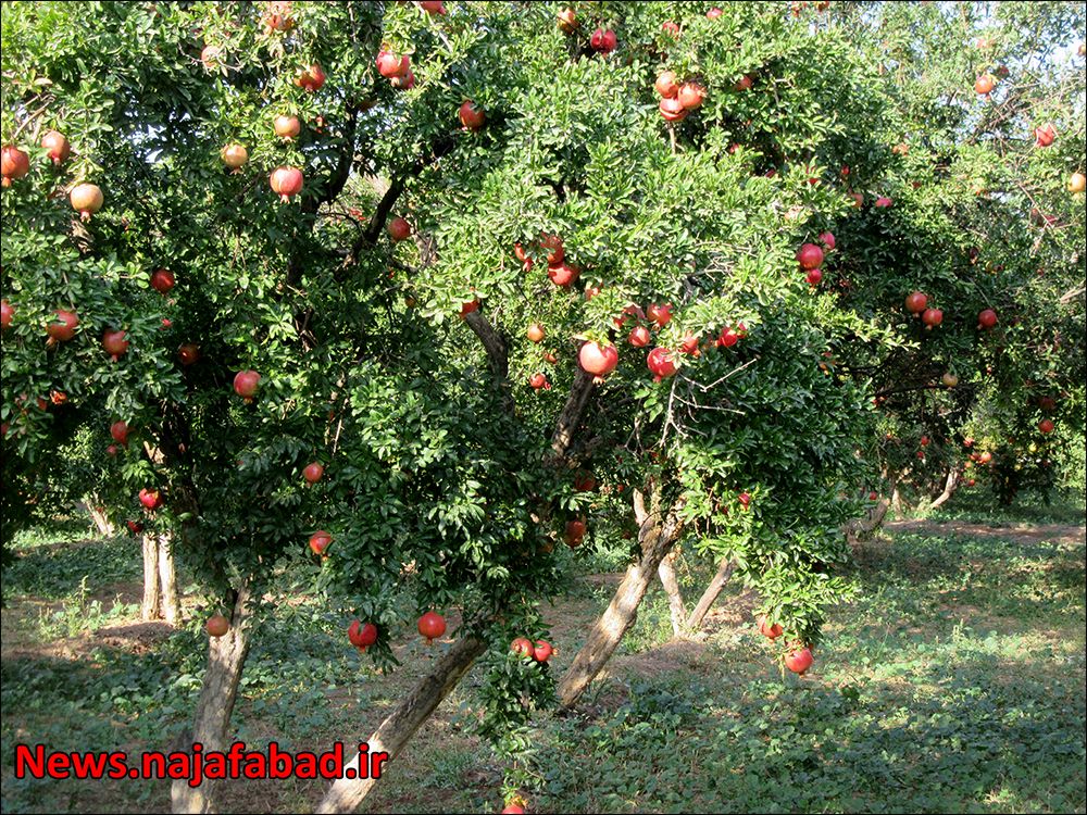 بزرگترین باغ انار ایران در جلال آباد شهرستان نجف آباد+فیلم