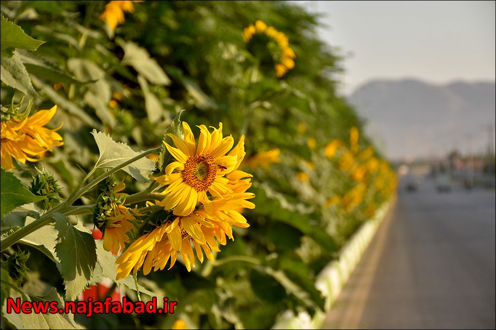 کاشت گل آفتابگردان در نجف آباد
